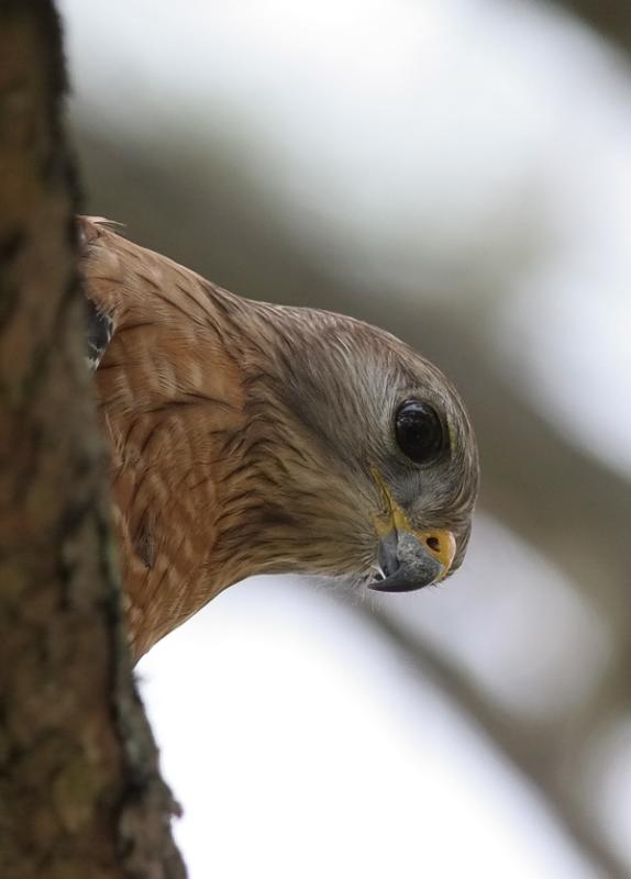 Red Shouldered Hawk5.jpg