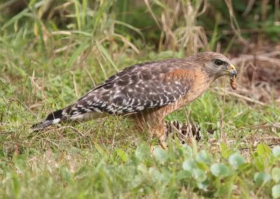 Red Shouldered Hawk3.jpg