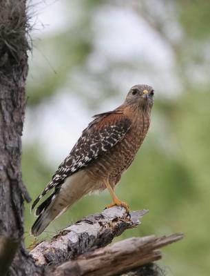 Red Shouldered Hawk6.jpg