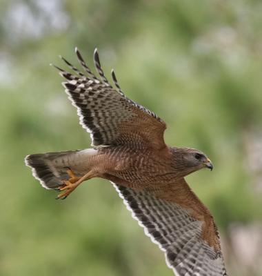 Red Shouldered Hawk7.jpg