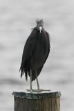 Littlr Blue Heron2.jpg
