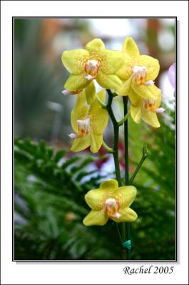 orchid-5