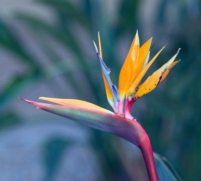 u40/rafael_enrique/medium/39332795._MG_2800BirdofParaW.jpg