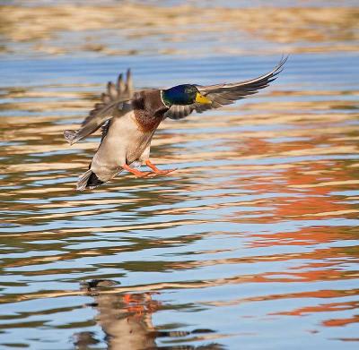 u40/rafael_enrique/medium/39363531._MG_0126ducklandmidW.jpg
