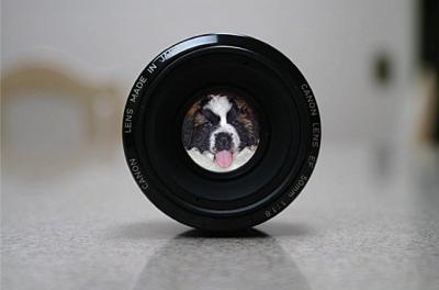 A much photographed pooch