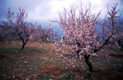 Almond Blossoms Near Granada, Spain