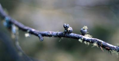 Snowgum Nuts, Ginini Flats