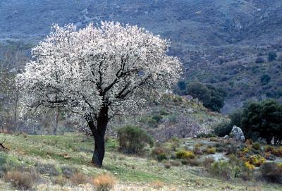 Tree in Flower Near Granada