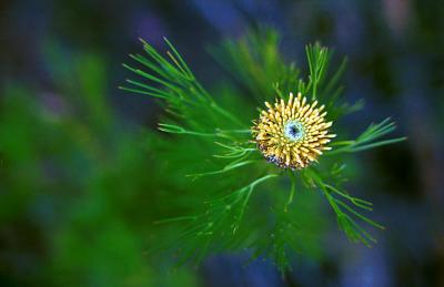 Yellow Flower