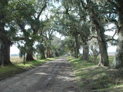 OUR LAST DAY IN CAJUN COUNTRY WE TOURED SOME OF THE OLD  PLANTATIONS......THE LANE TO THE HOUSE WAS ONCE 3 MILES  LONG