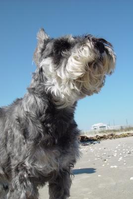 OLLIE DISCOVERED THE GULLS