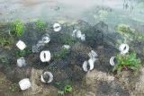 TRAPS USED TO CATCH THE CRAWFISH IN THE PONDS