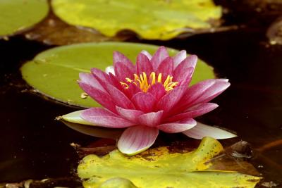u40/rb_stern/medium/32555262.pbWaterLilly.jpg