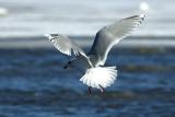 Iceland-Gull-1-NM-sewage-p.jpg