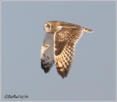 Short-eared Owl