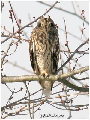 Short-eared Owl