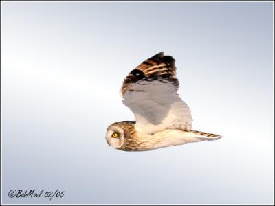 Short-eared Owl