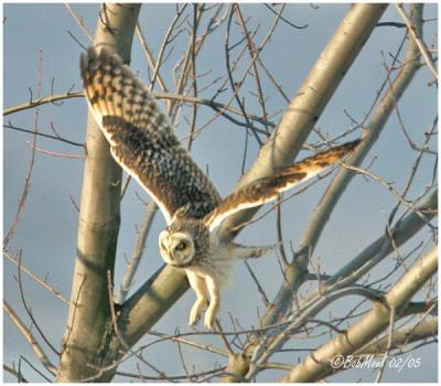 Short-eared Owl
