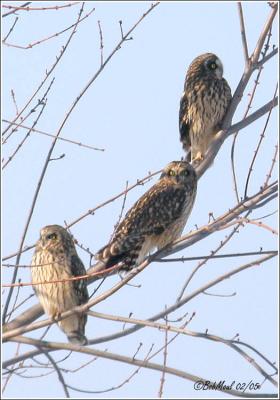 Short-eared Owls