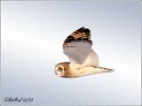 Short-eared Owl