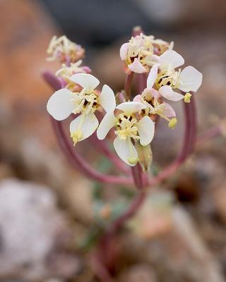 Death Valley - flowers