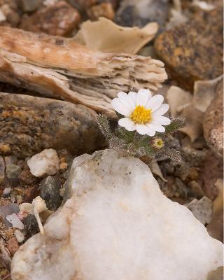 Desert Flower