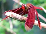 Red Dragonfly