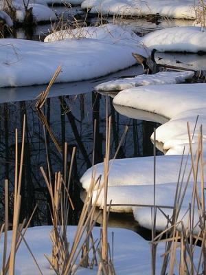Winter Marsh.jpg
