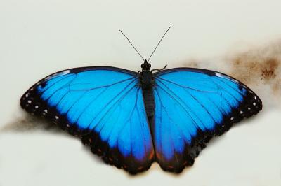 Blue Morpho Butterfly.jpg
