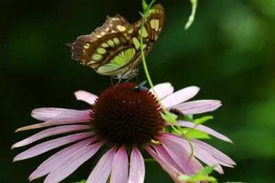 Malachite and fly.jpg