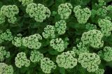 Sedum Pattern.jpg