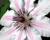 Clematis