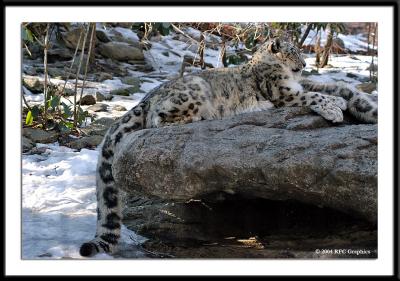 Snow Leopard 5
