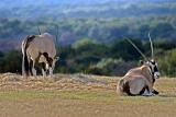 IMG_4550-01-la-sc-sh-hp.jpg