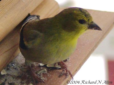 American Goldfinch