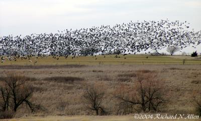 Taking flight