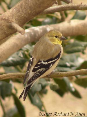 American Goldfinch