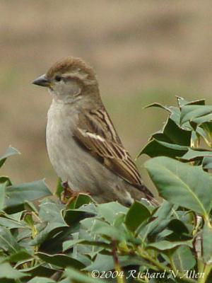 Female English Sparrow