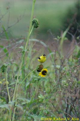 American Goldfinch (male)
