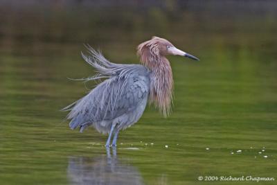 Reddish Egret