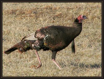 Turkey Trotting P2193805.jpg