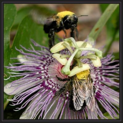 JPG 2SB Two Bumbles.jpg
