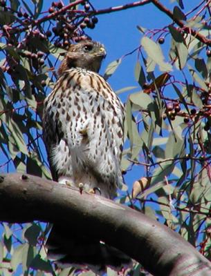 JPG 2CS Hawk P6060490.jpg