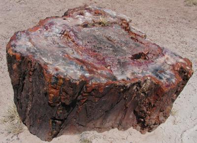 JPG CS Petrified Wood P6030100.jpg