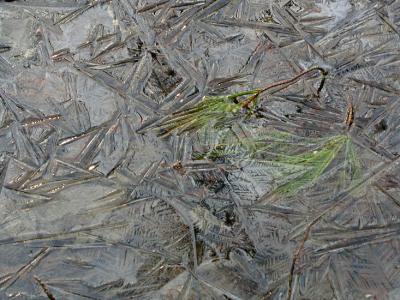 JPG CS Ice Needles P2268410.jpg