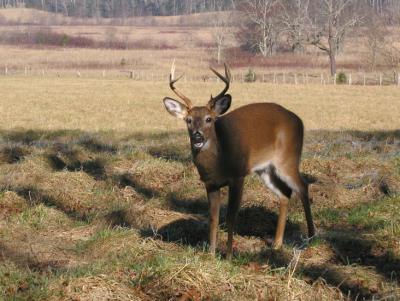 JPG CS Buck P2268416.jpg