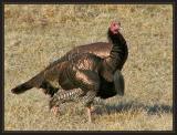 Wild Turkey P2193800.jpg