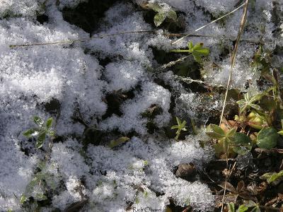 u40/richo/medium/26042904.IMG_4400_bluebonnets_snow.jpg