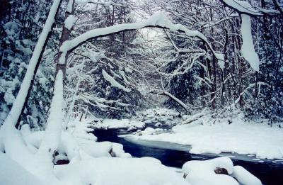 N Fork Cherry w - Heavy Snow EN.jpg