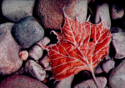 Sycamore Leaf on Sand Stones EN H-S.jpg